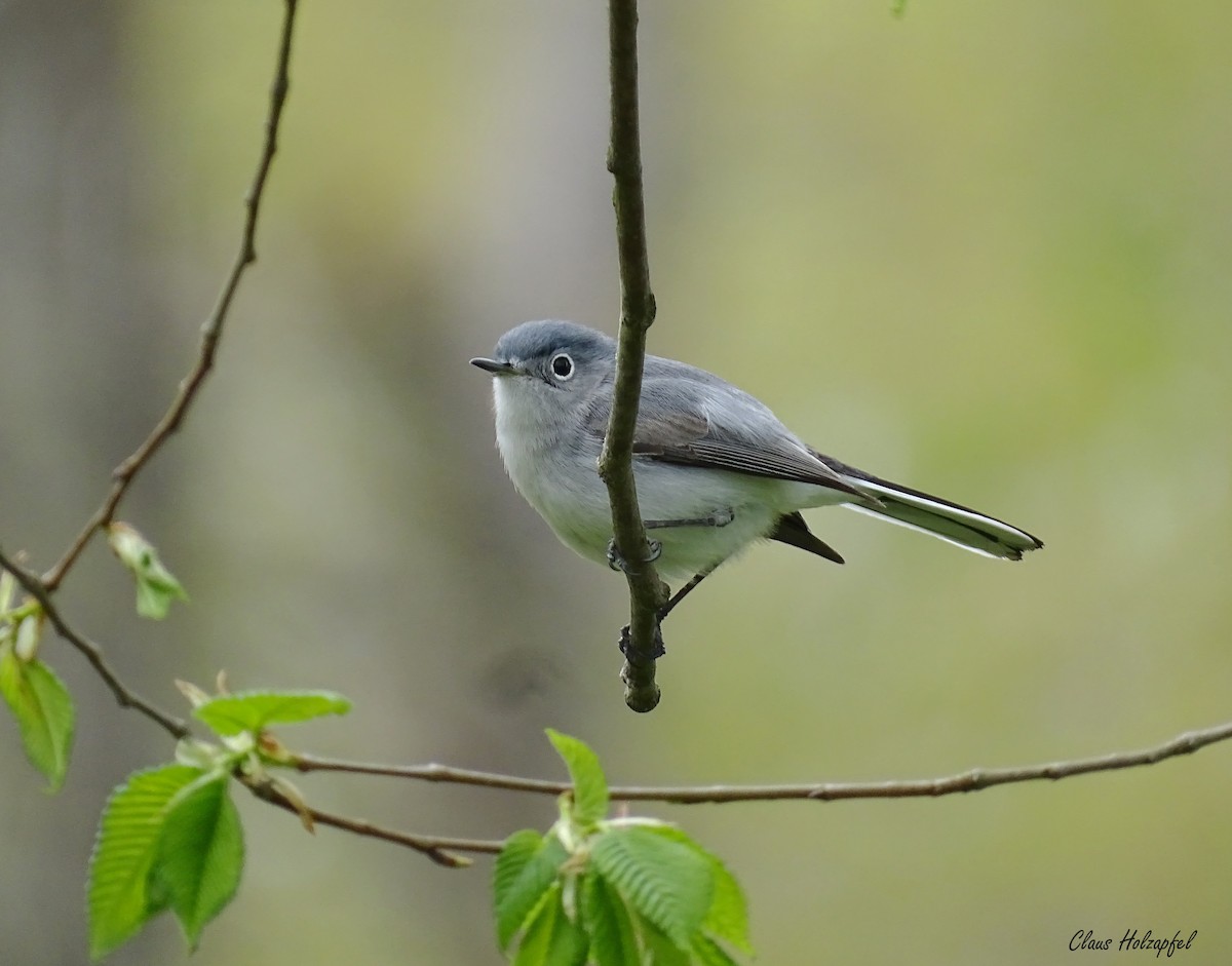 Blue-gray Gnatcatcher - ML330306891