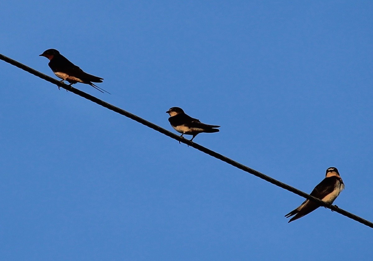 Rauchschwalbe - ML33030771