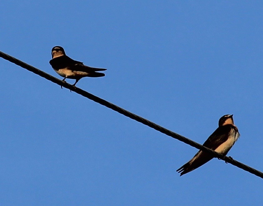 Rauchschwalbe - ML33030781