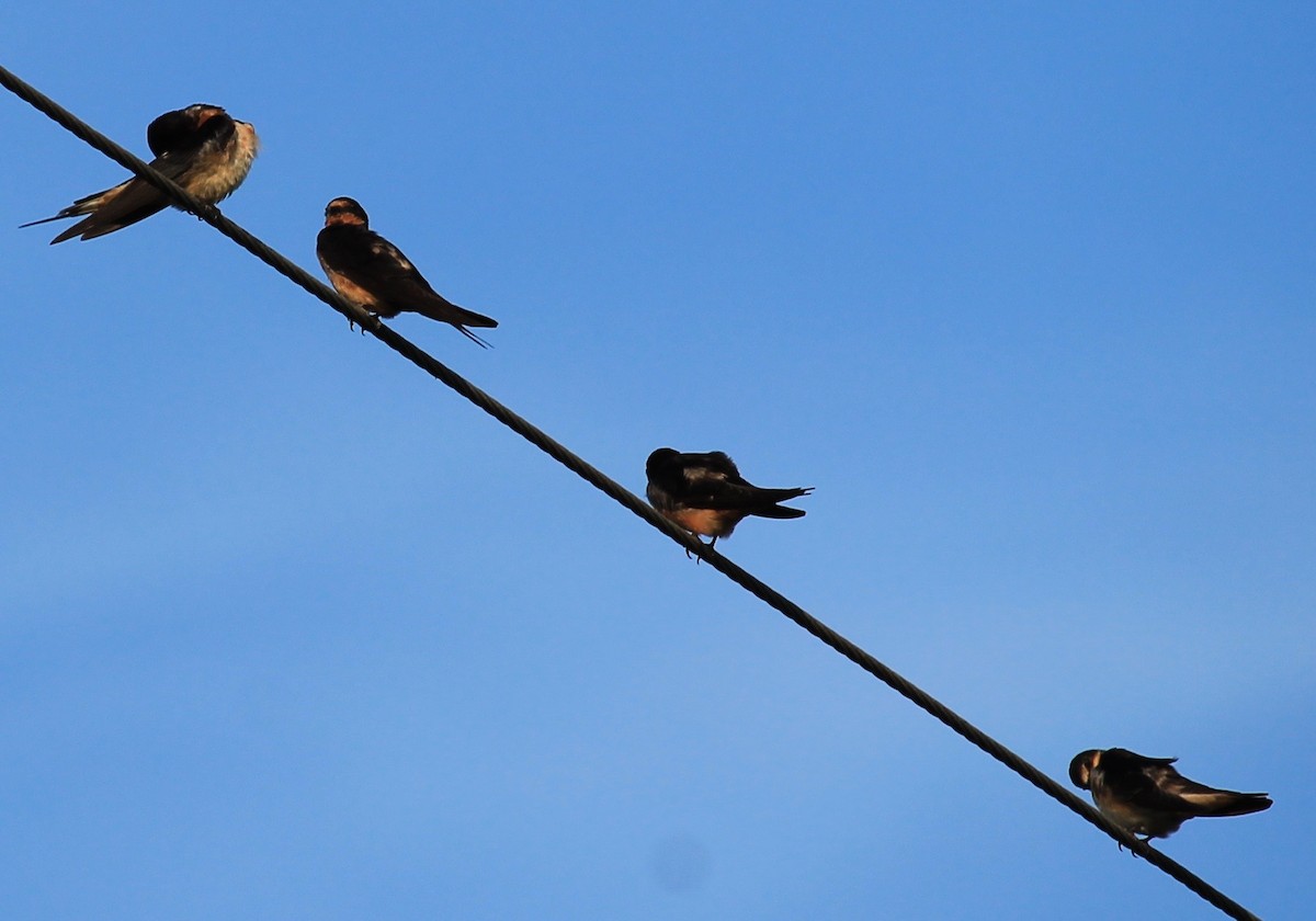 Rauchschwalbe - ML33030791