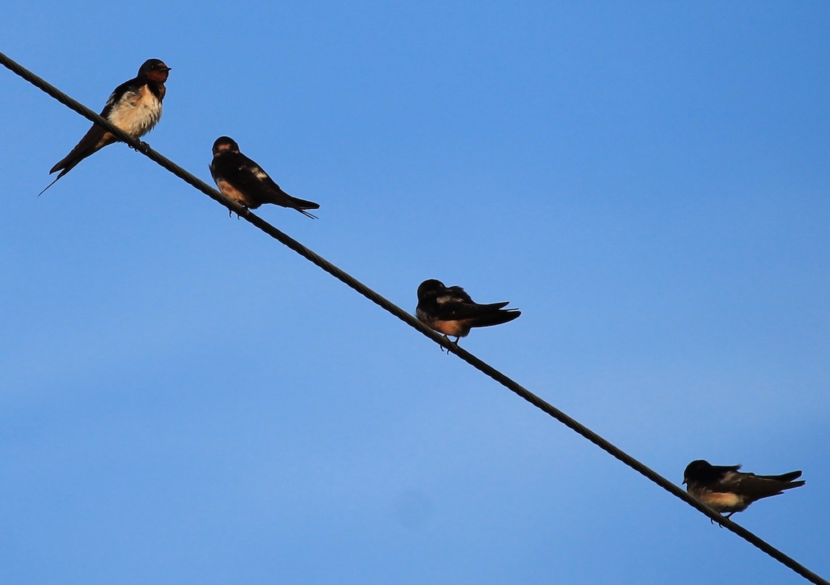 Rauchschwalbe - ML33030801