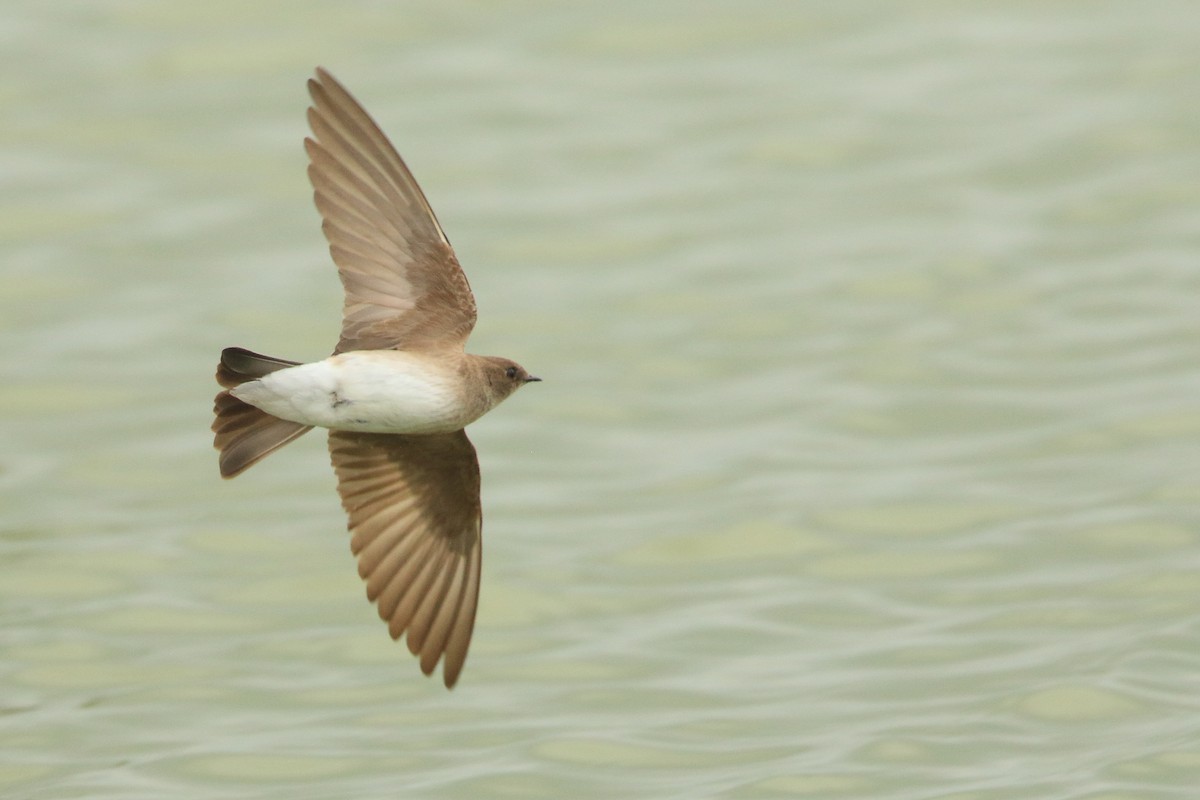 Northern Rough-winged Swallow - Serge Rivard