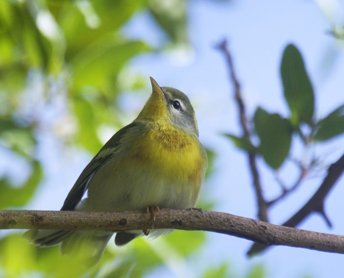 Northern Parula - ML330310621