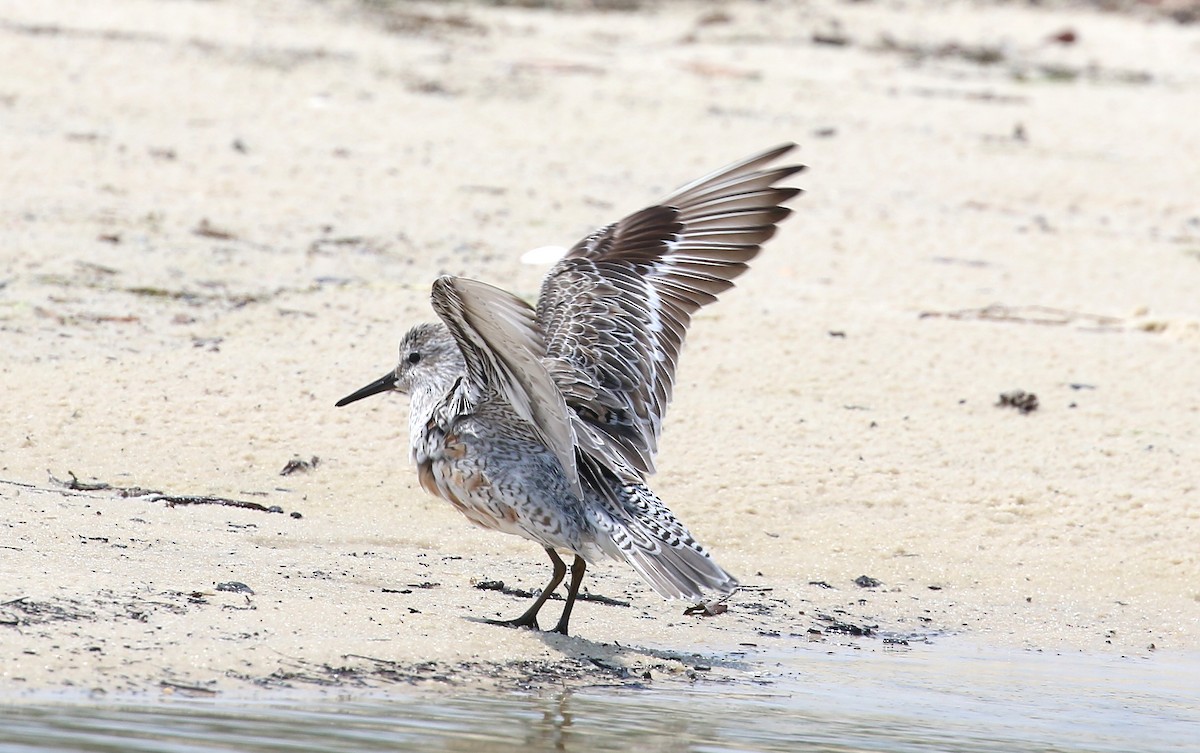 Red Knot - Wayne Patterson