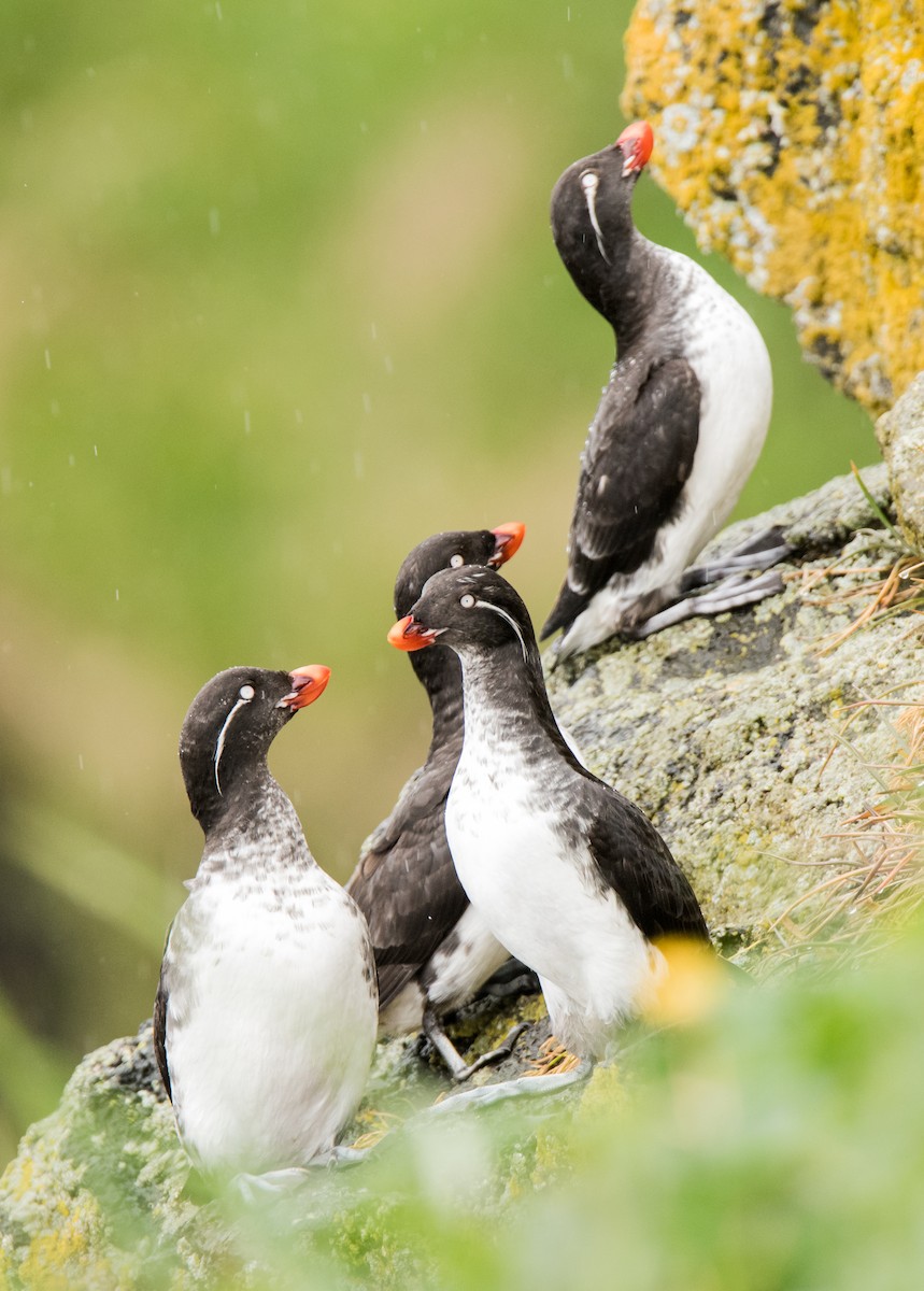 Parakeet Auklet - ML33031351