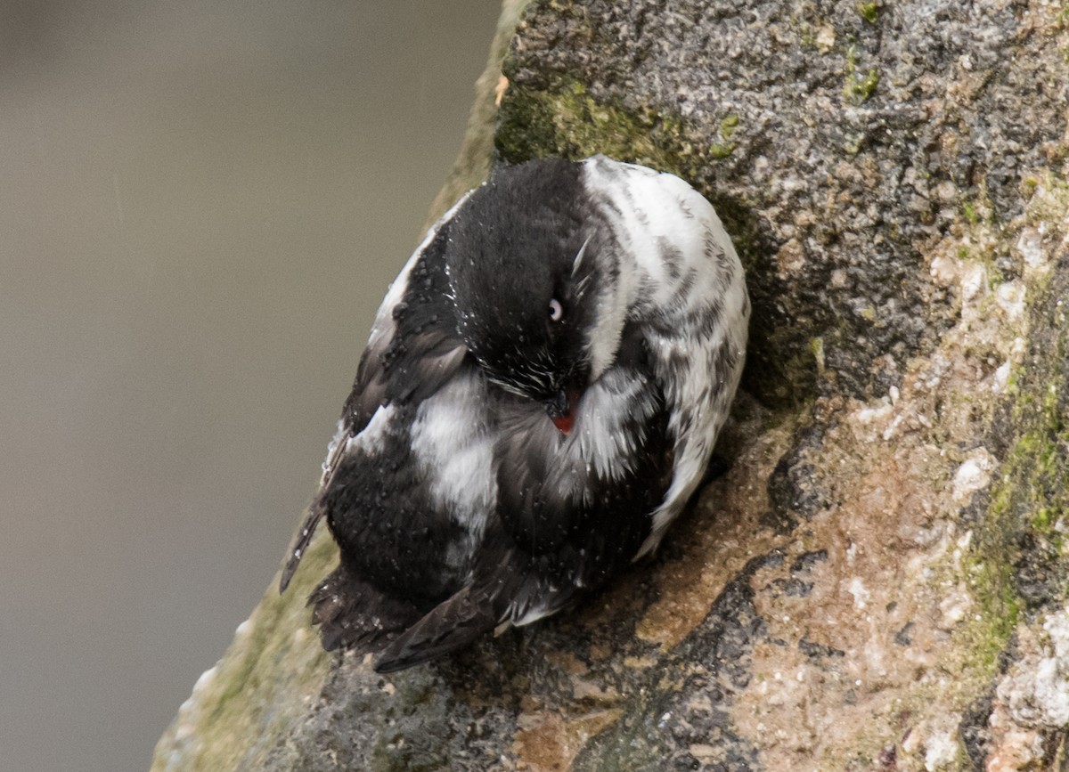 Least Auklet - ML33031421