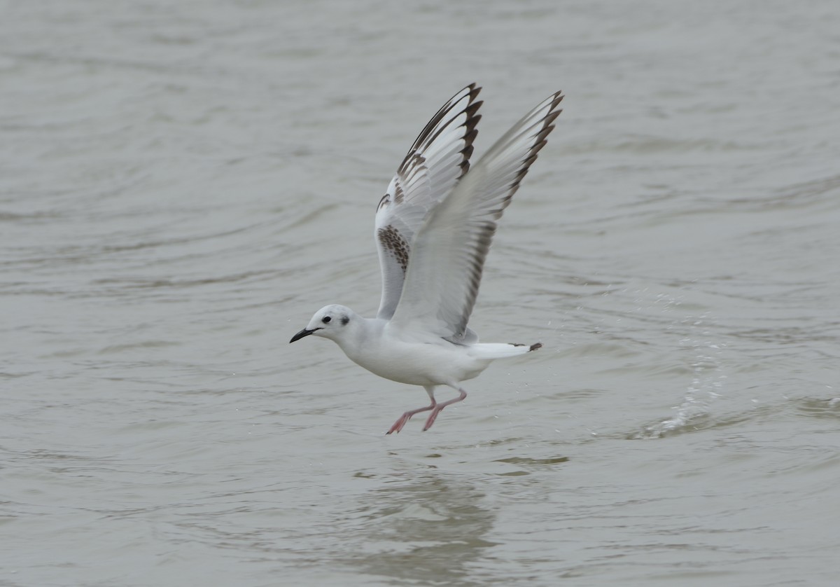 Bonaparte's Gull - ML330314731