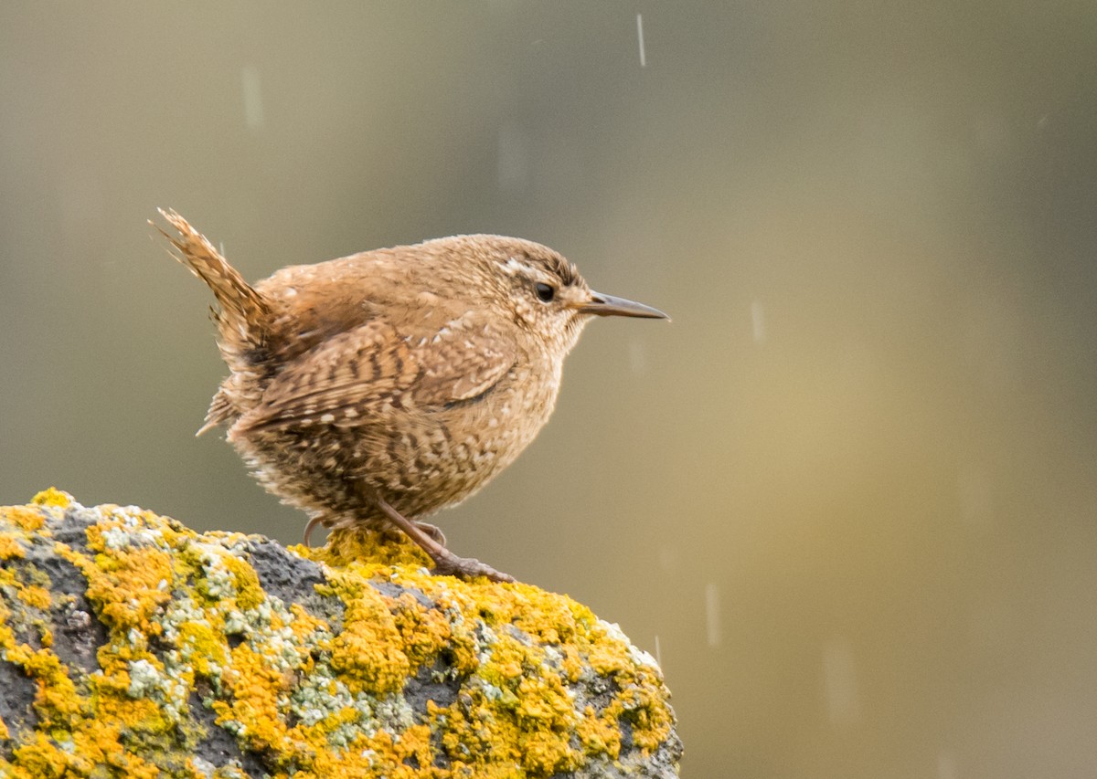 Pacific Wren (alascensis Group) - Celeste Morien