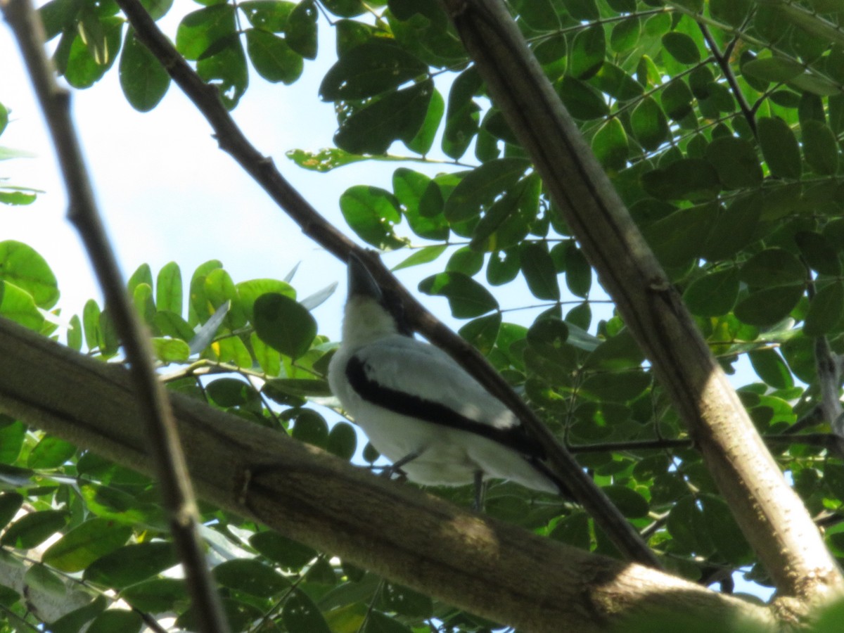 Black-crowned Tityra - Alexander  Torres