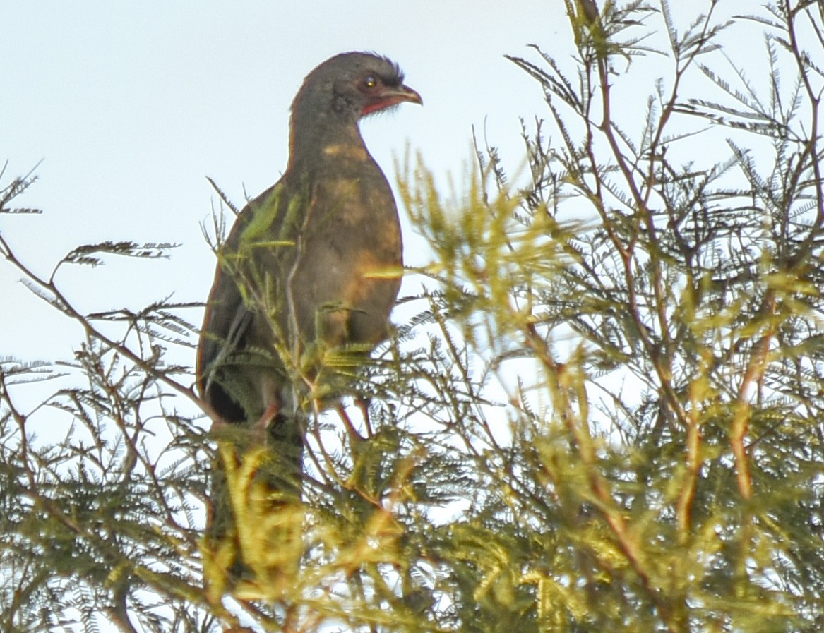 Chachalaca Charata - ML330317191