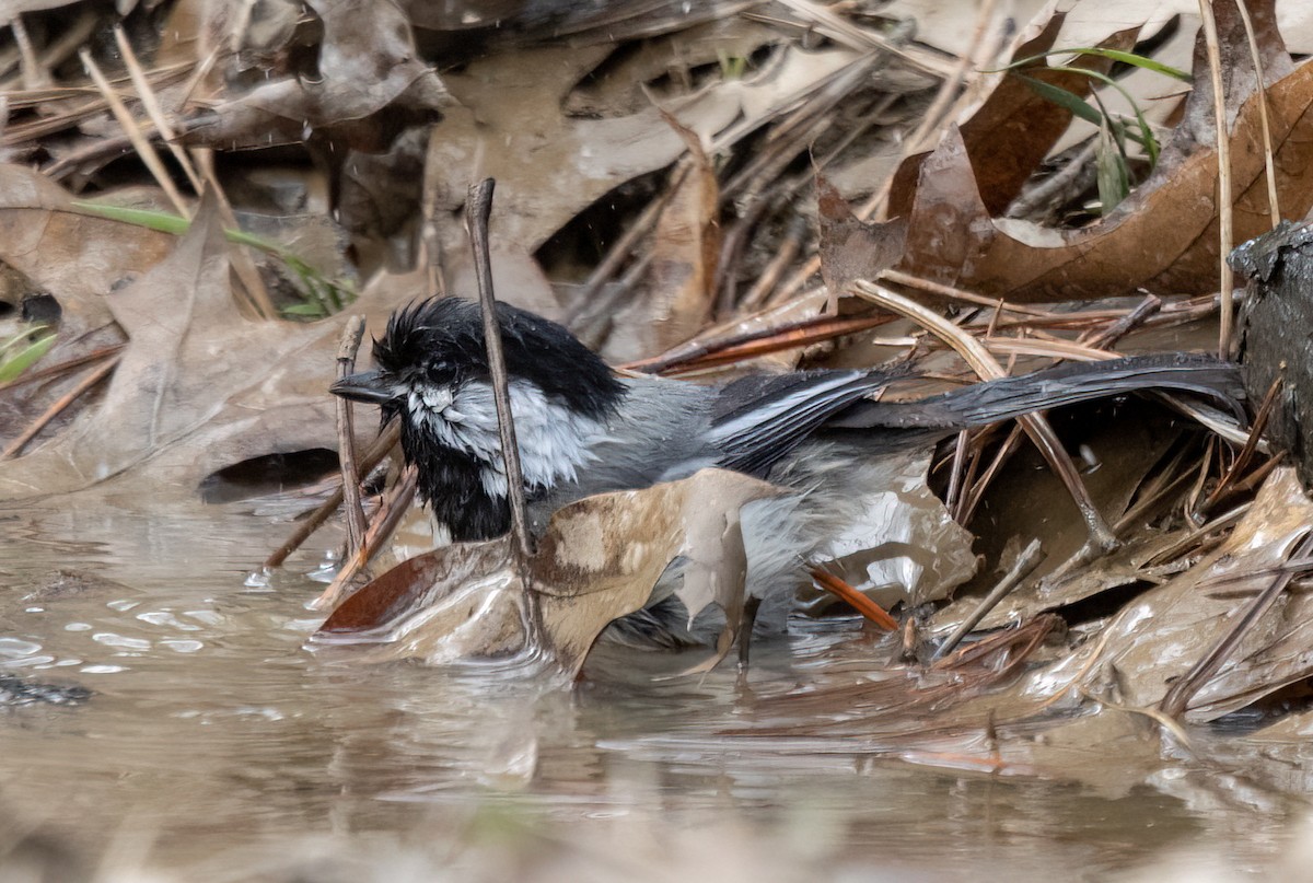 Black-capped Chickadee - Kalpesh Krishna