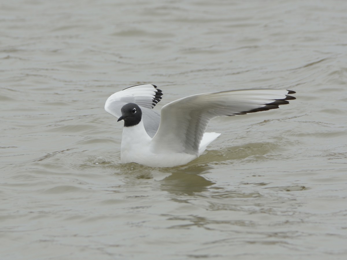 Bonaparte's Gull - ML330317391