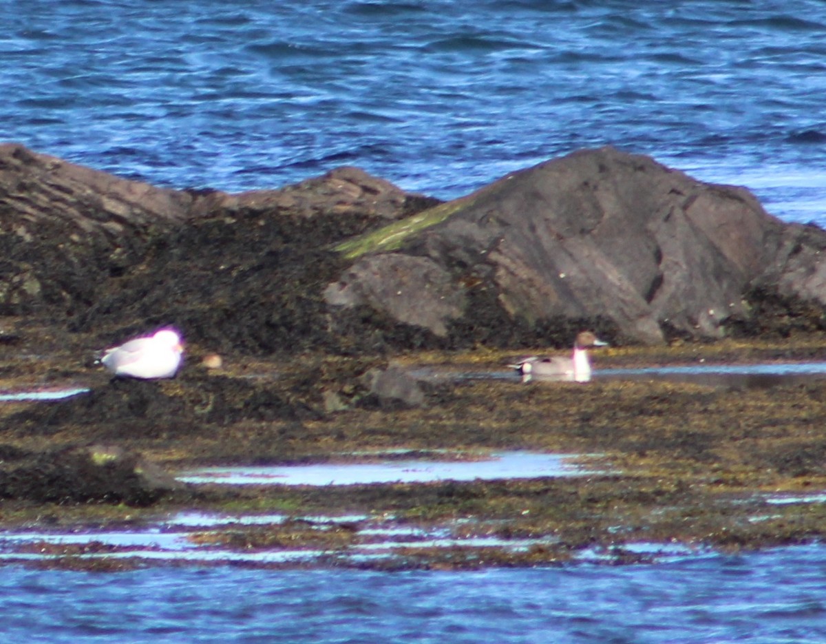 Northern Pintail - ML330318731