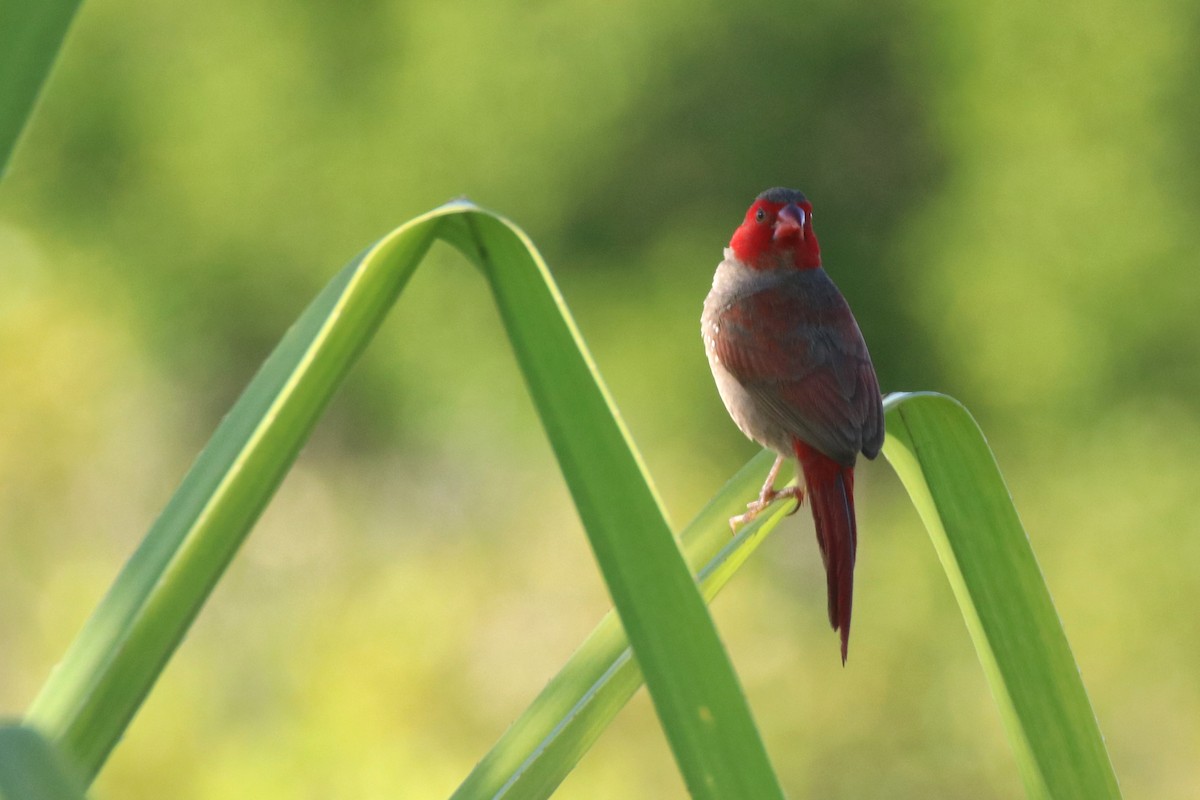 Crimson Finch - James Lambert