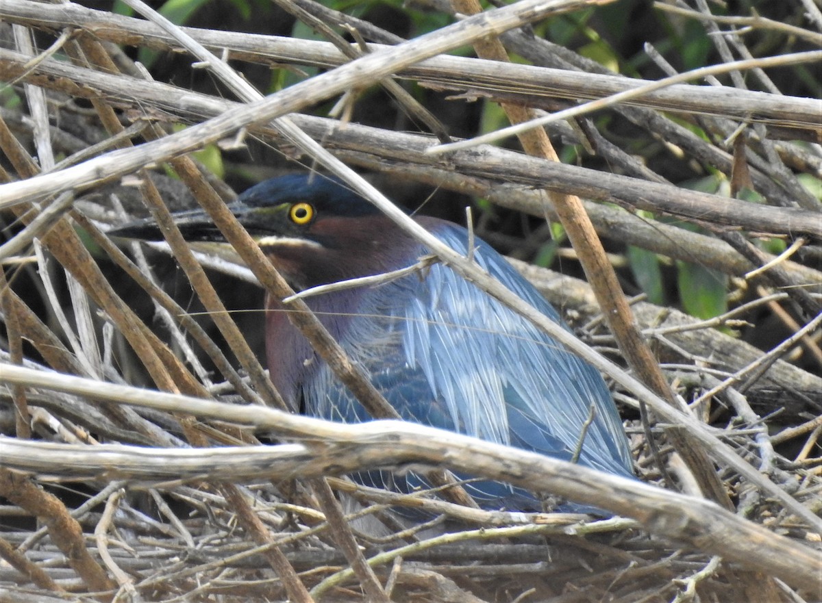 Green Heron - ML330319341