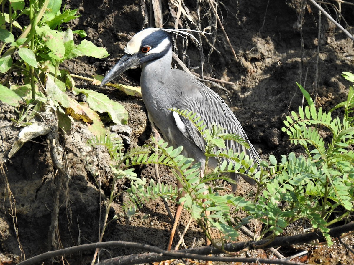 Yellow-crowned Night Heron - ML330319611