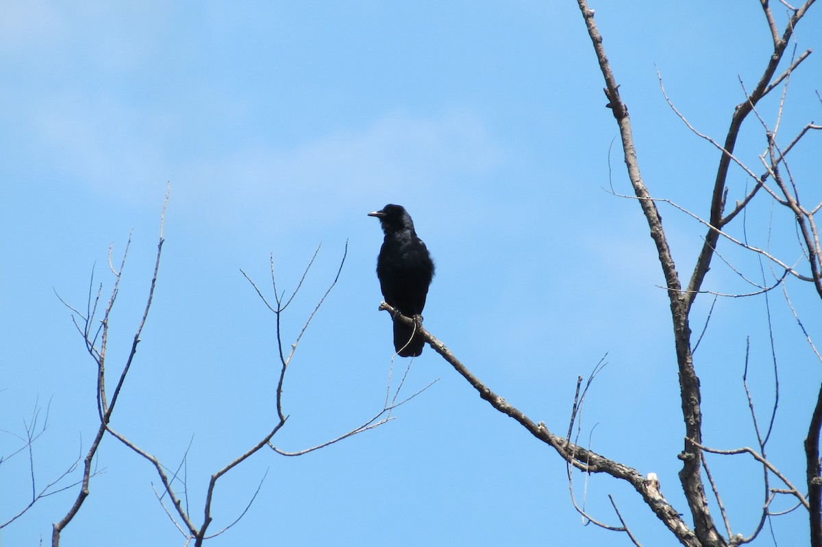Fish Crow - ML330320271