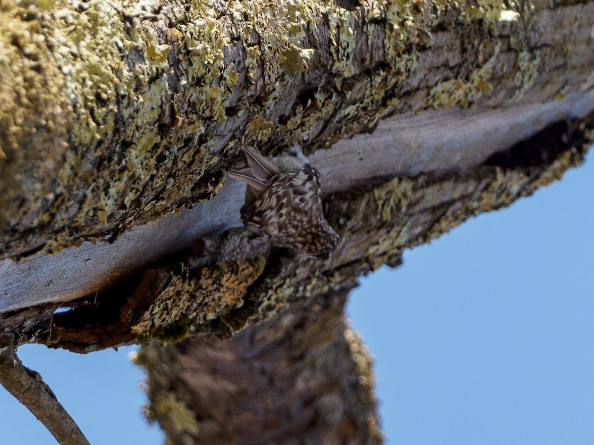 Brown Creeper - ML330321761