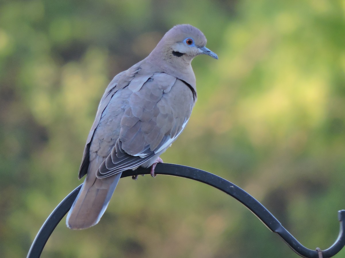 White-winged Dove - ML330323451