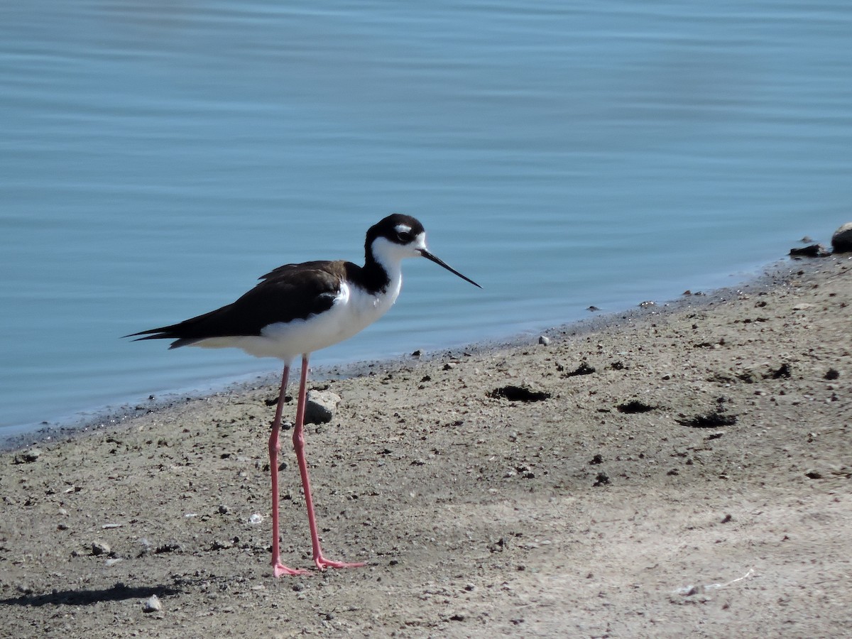 Black-necked Stilt - ML330323551