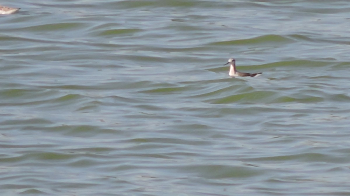 Wilson's Phalarope - ML330323621