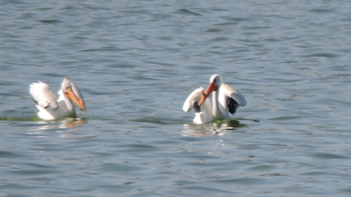 American White Pelican - Chan Dolan