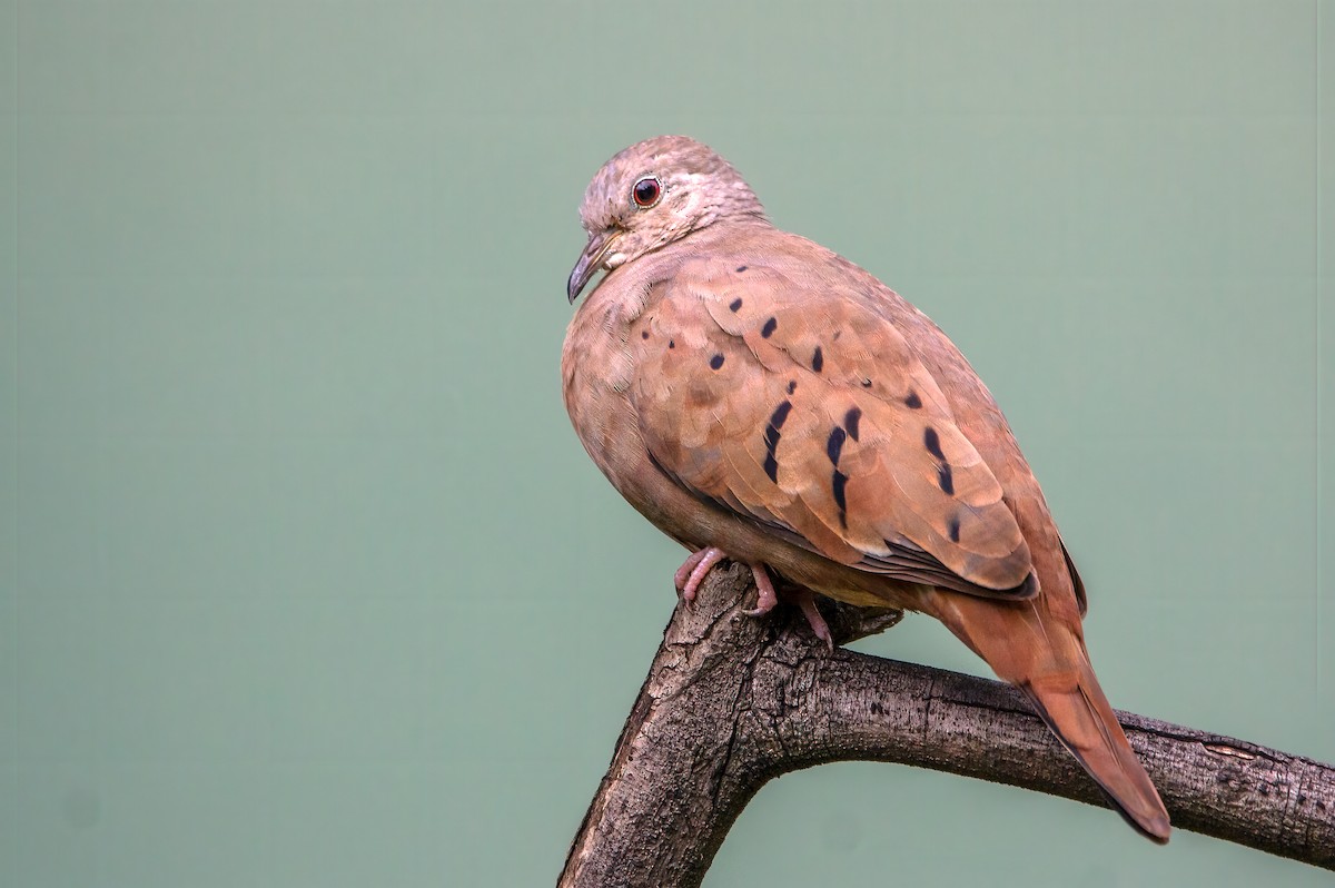 Ruddy Ground Dove - ML330324131