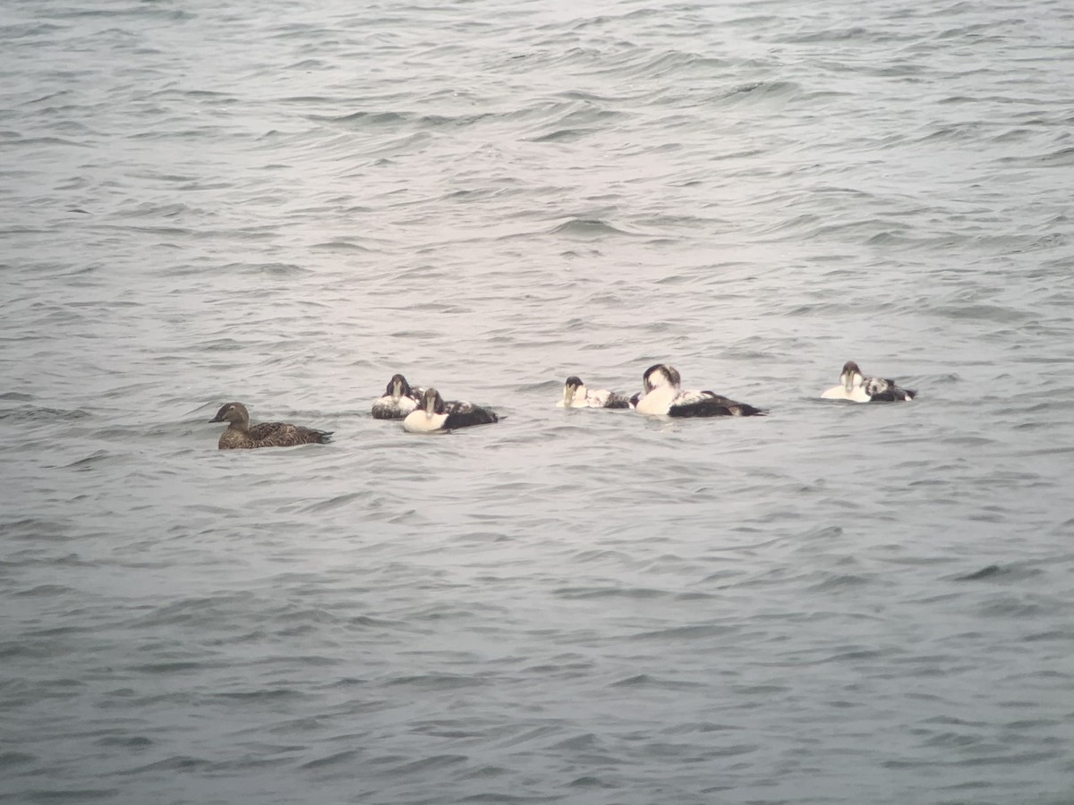 King Eider - ML330324501