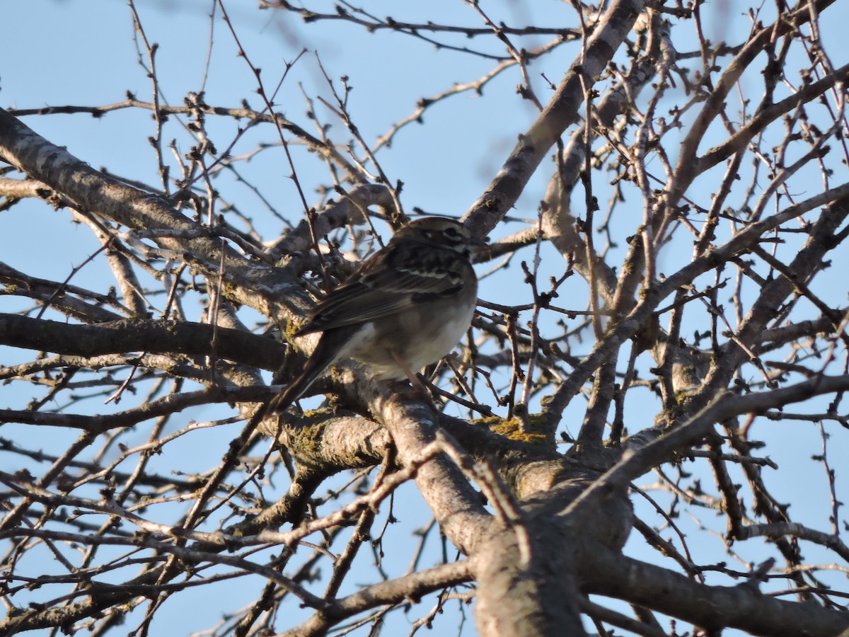 Lark Sparrow - ML330325061