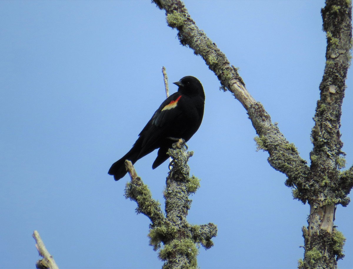 Red-winged Blackbird - ML330325211