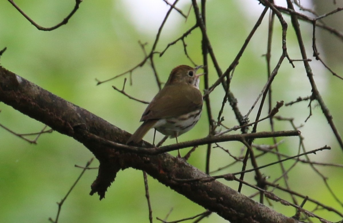 Ovenbird - Lindsey Mitchell