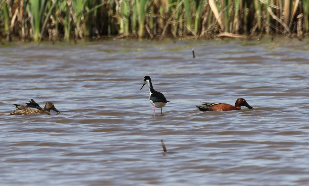 Black-necked Stilt - ML330329001