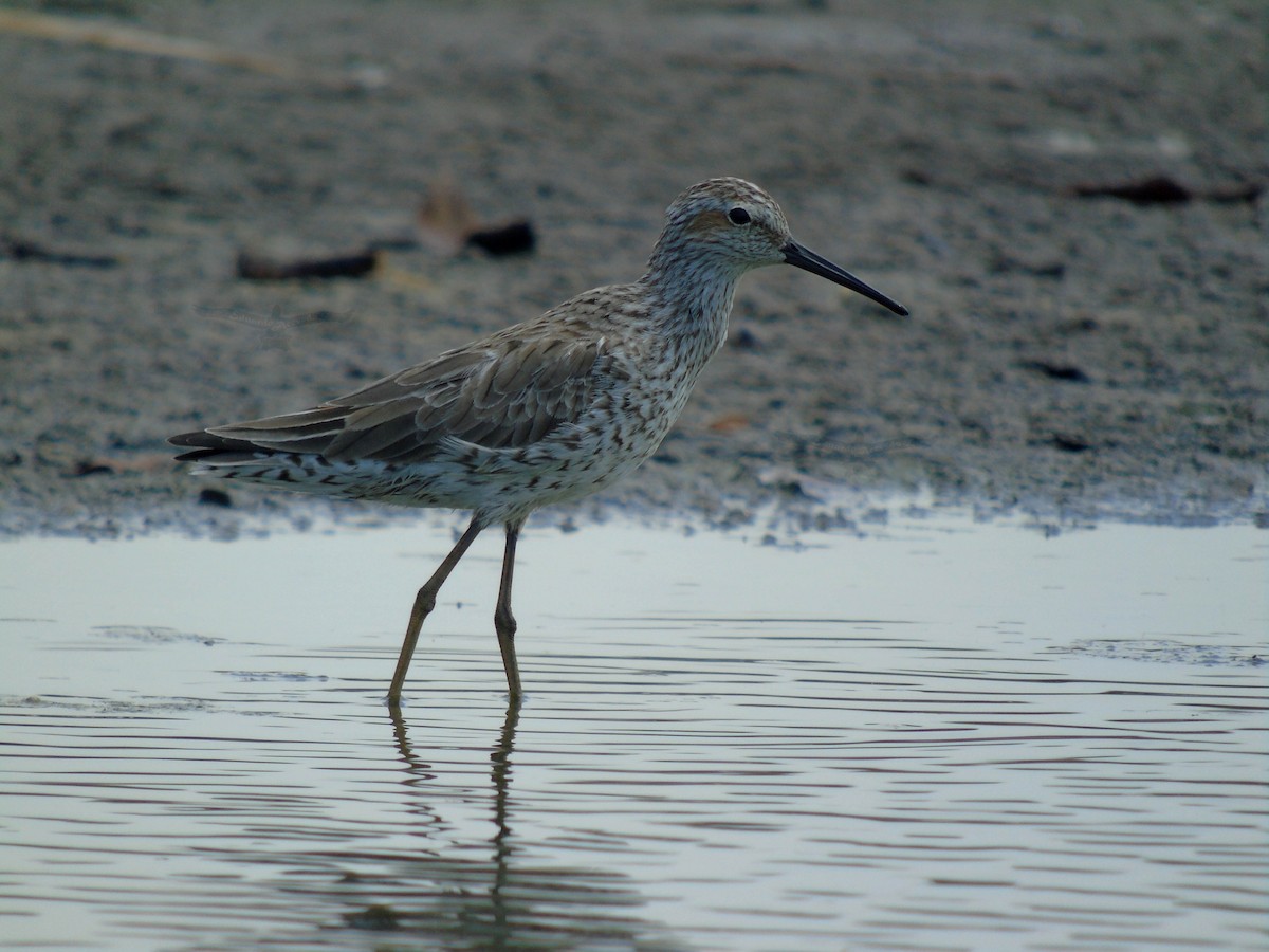 Stilt Sandpiper - ML330329331