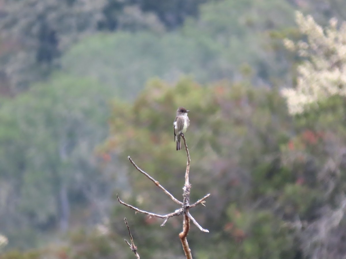 Olive-sided Flycatcher - Long-eared Owl