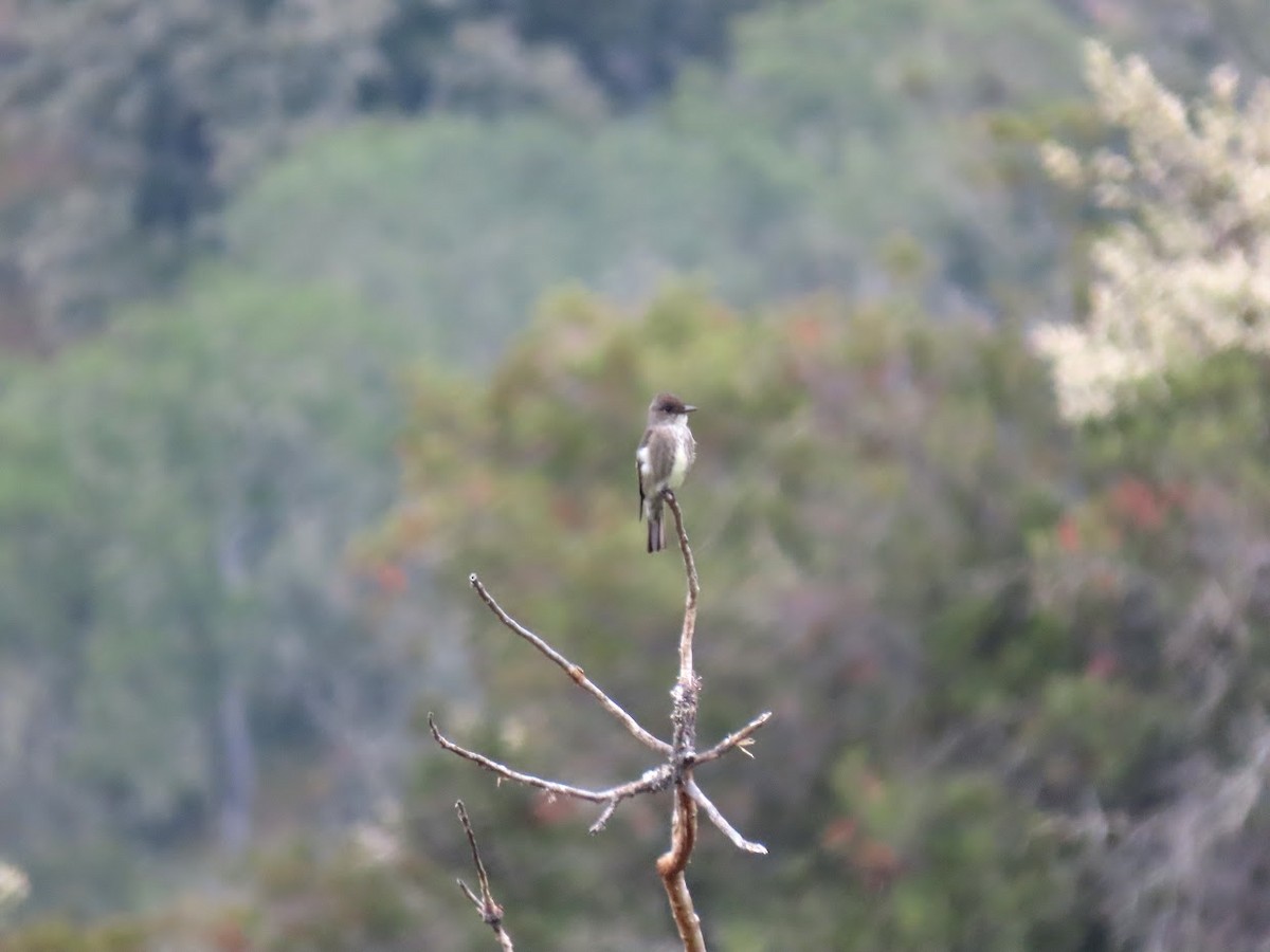 Olive-sided Flycatcher - ML330329871