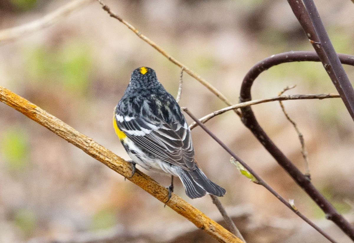 Yellow-rumped Warbler - ML330330491