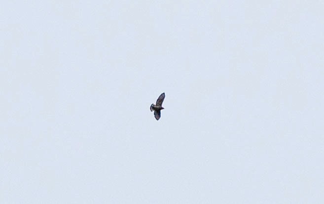 Broad-winged Hawk - Robert Bochenek