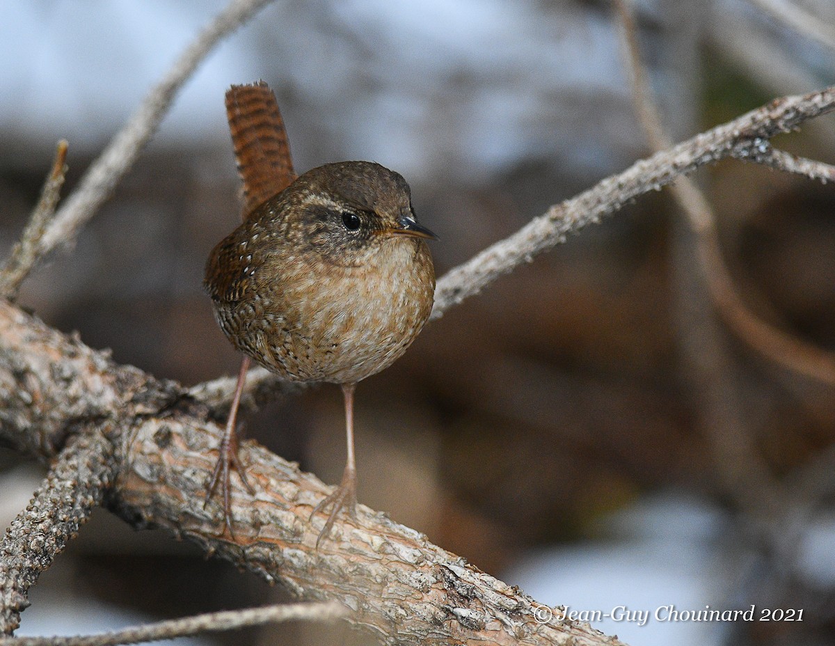 Winter Wren - ML330333631