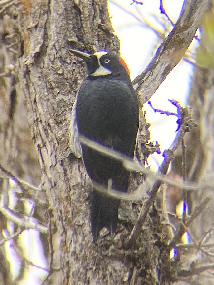 Acorn Woodpecker - ML330333831