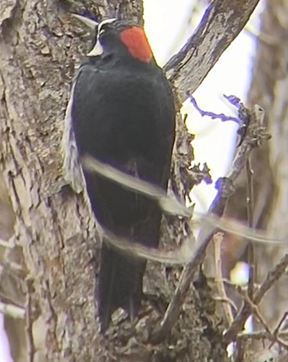 Acorn Woodpecker - ML330333871