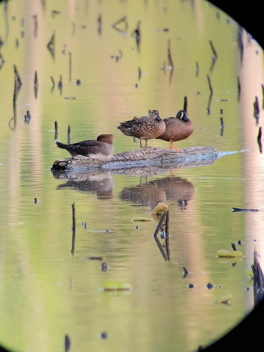Blue-winged Teal - zach lance