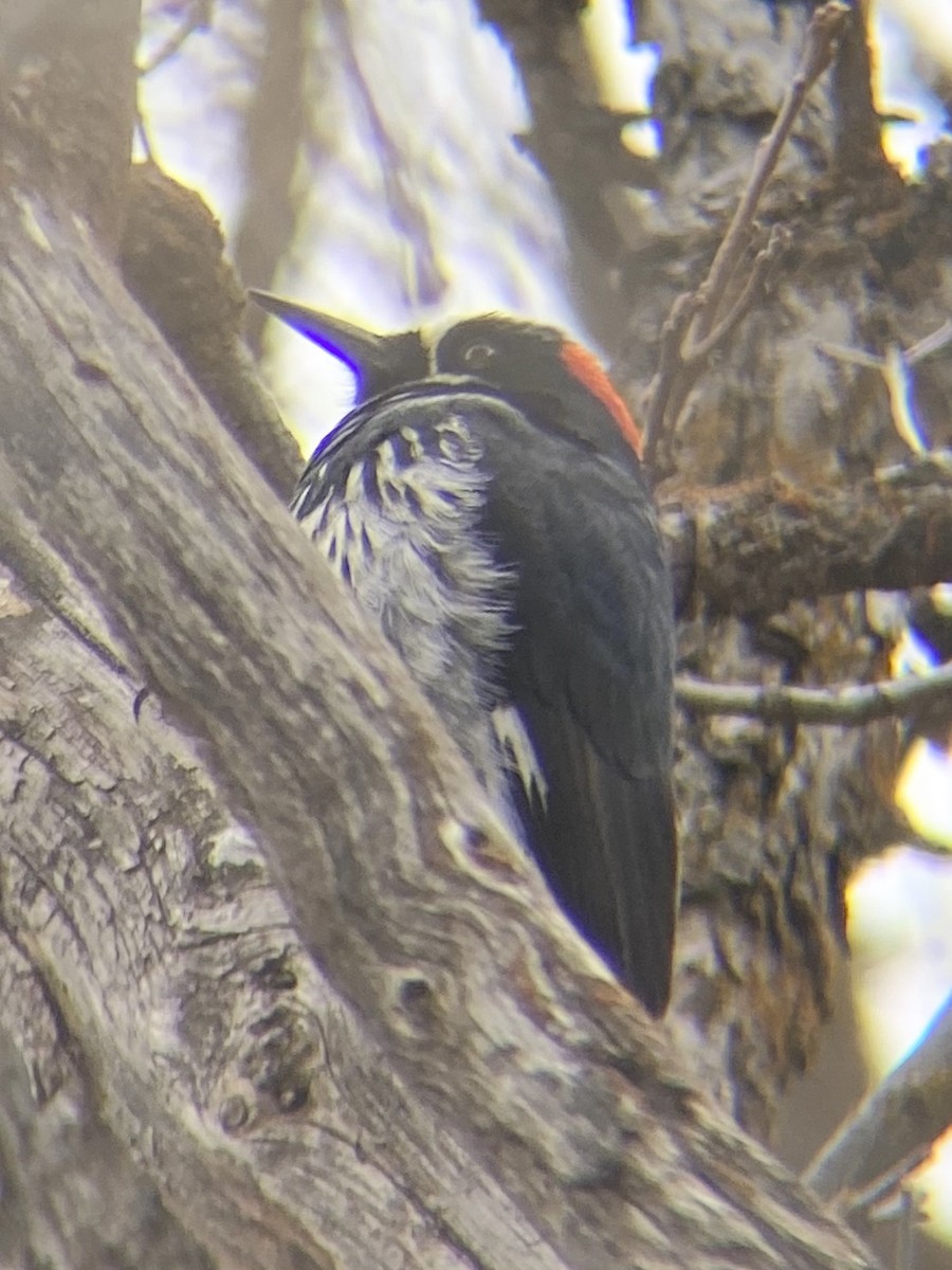 Acorn Woodpecker - ML330334541