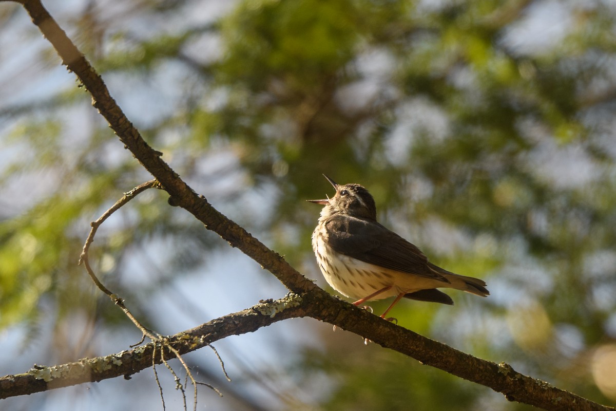 Louisiana Waterthrush - ML330335331