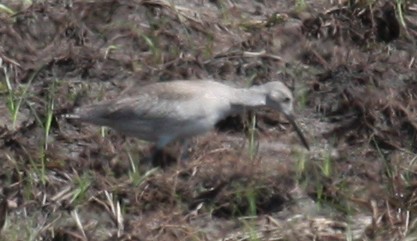 Willet - Paul Hueber