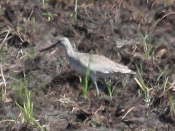 Willet - Paul Hueber