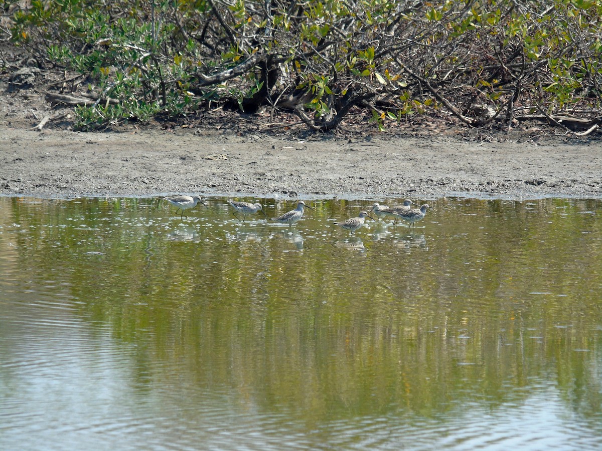 Stilt Sandpiper - ML330335831