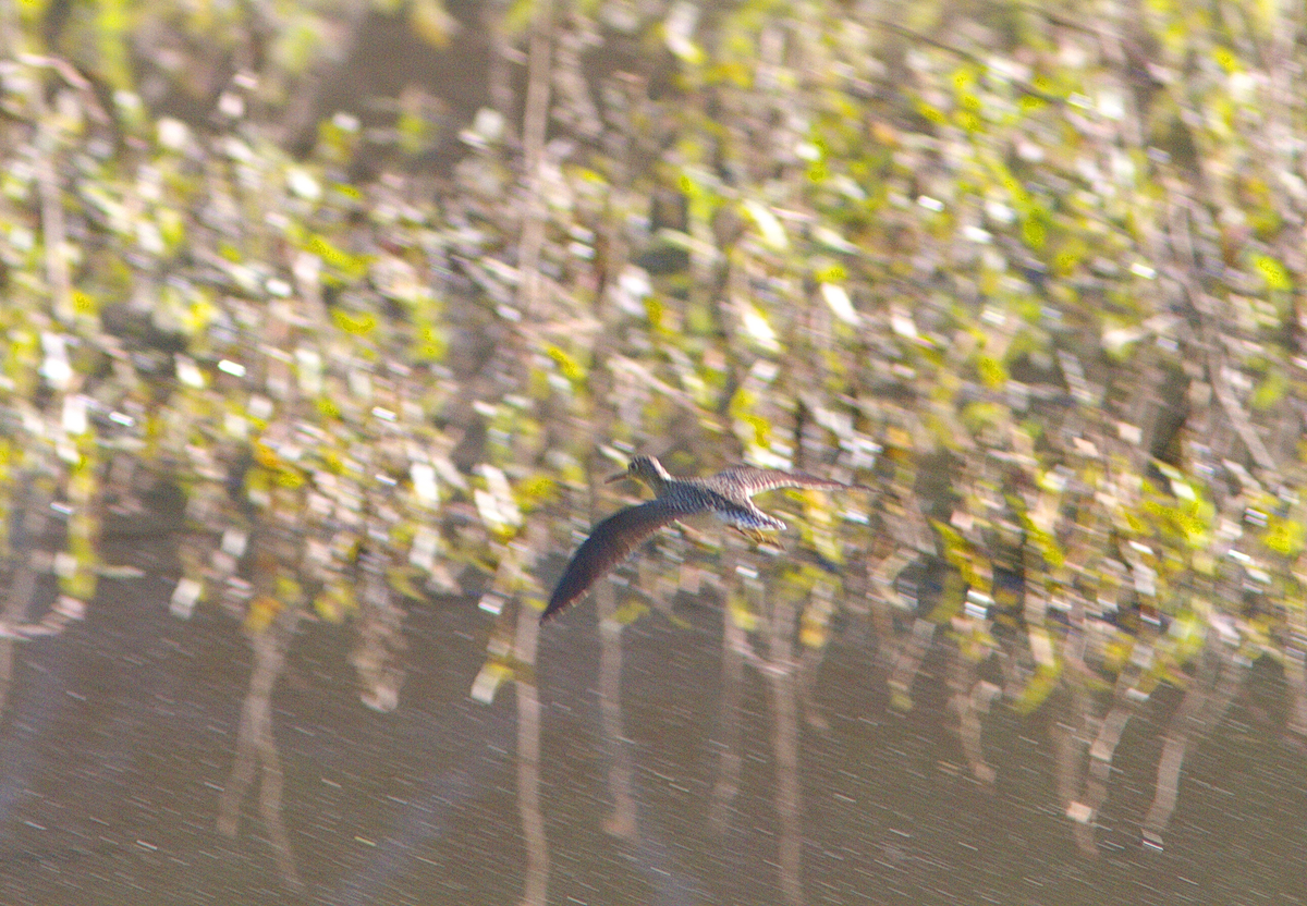 Solitary Sandpiper - Stan Chapman