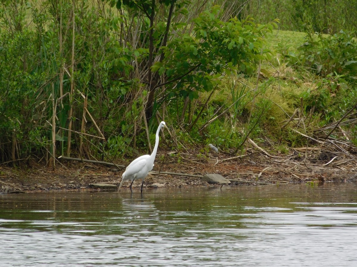 Great Egret - ML330336091