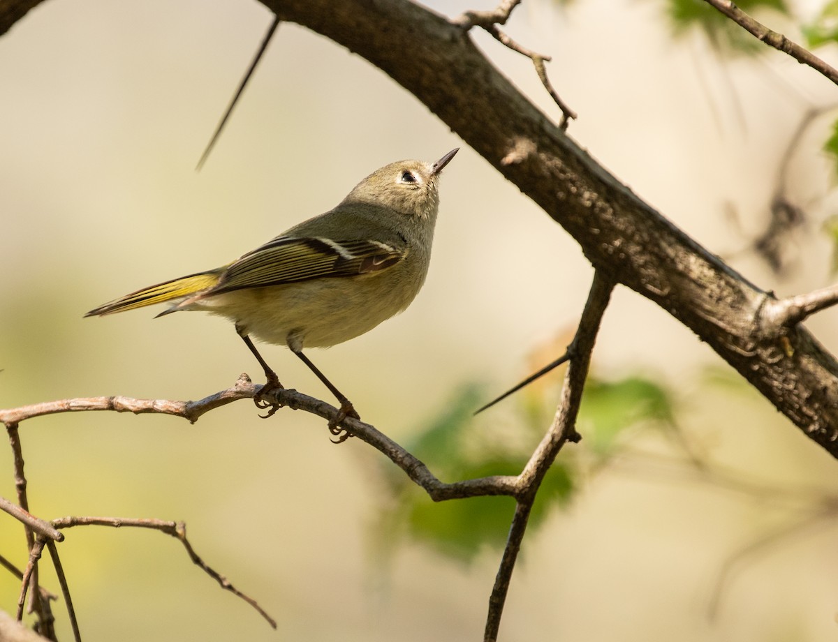 Ruby-crowned Kinglet - ML330336161