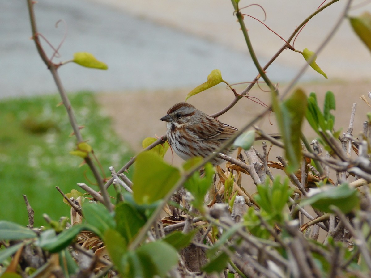 Song Sparrow - ML330336221